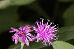 Giant ironweed